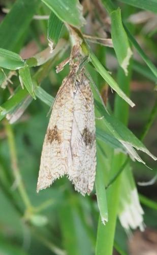 Réf. 239 065 : Celypha striana